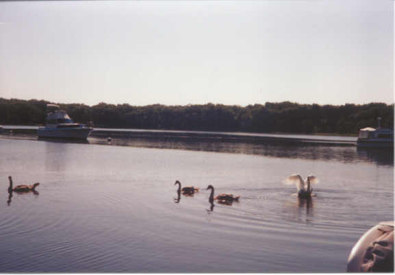 Swan Family