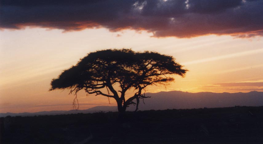 Acacia_Sunset