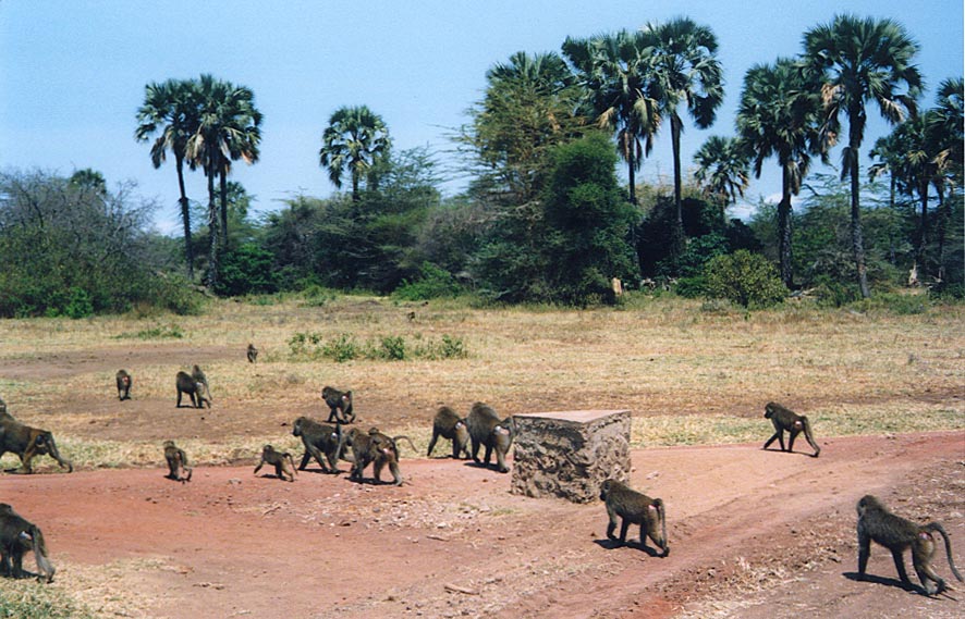 Baboons