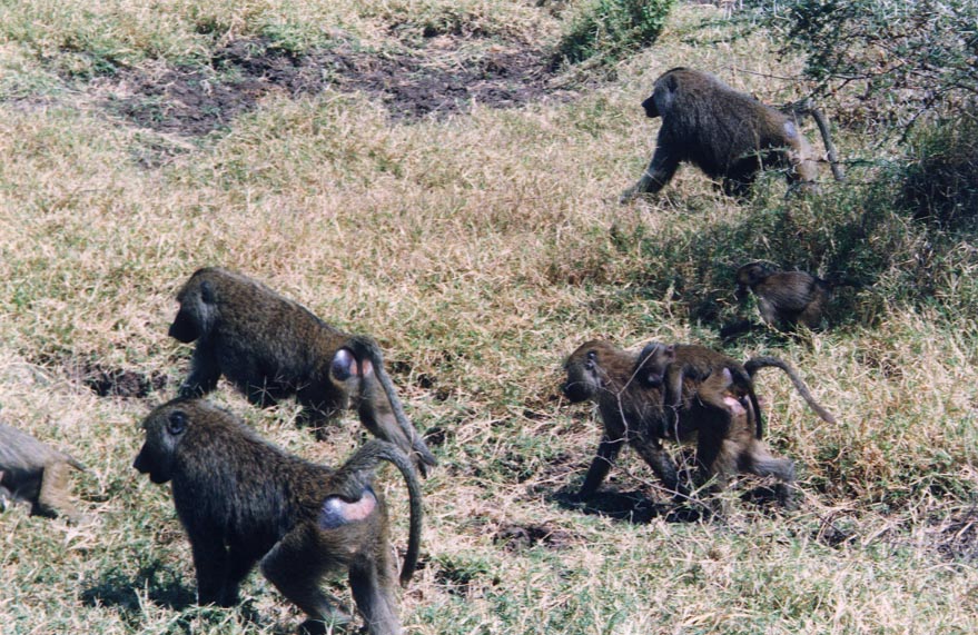 Baboons2