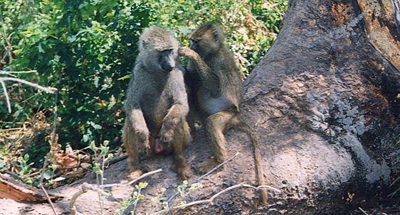 Baboons3