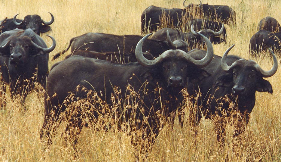 CapeBuffalo