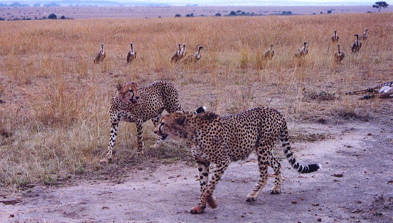 CheetahKill