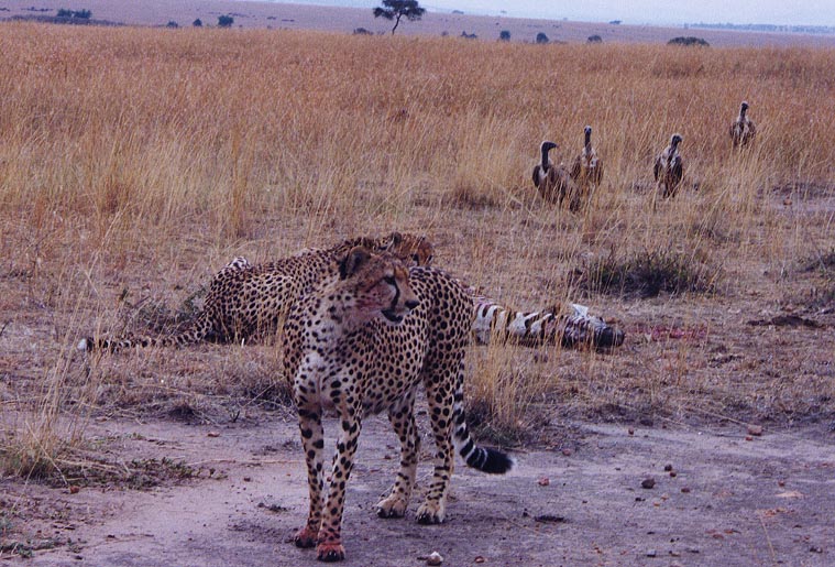 CheetahKill8