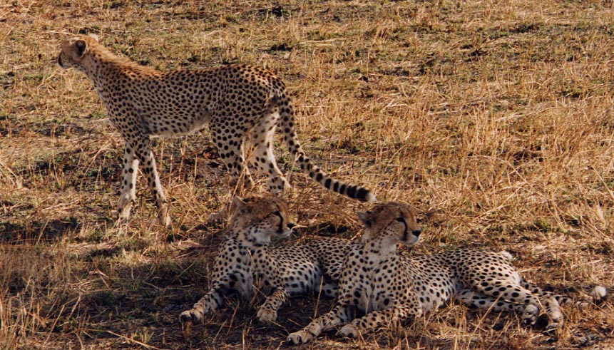 Cheetahs