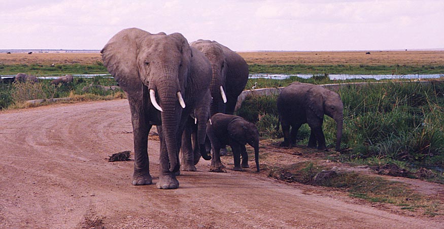 Elephants