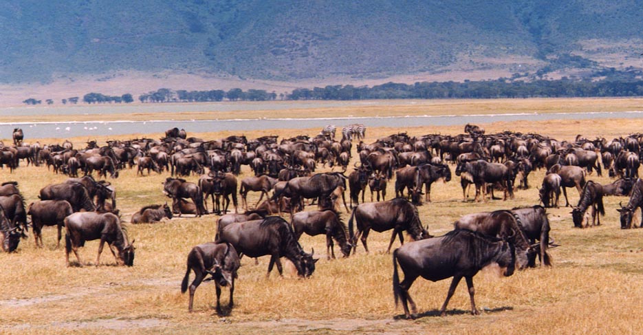 gnus