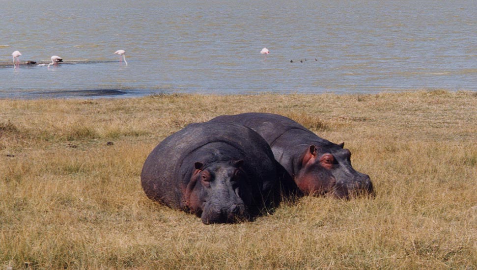 Sleeping_Hippos