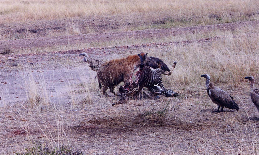 Hyena_Feast_1