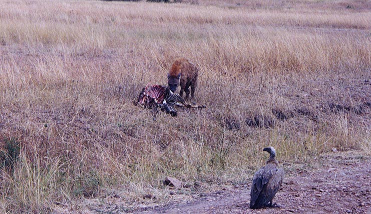 Hyena_Feast_2