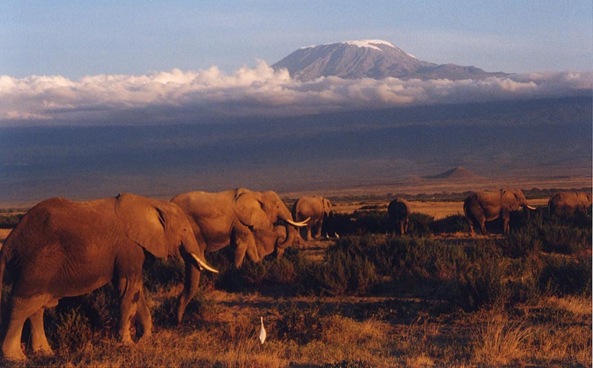 Kilimanjaro