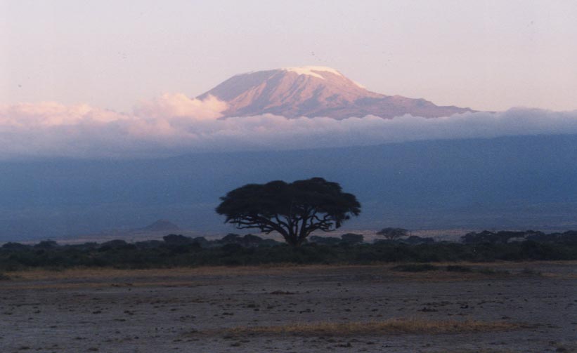 Kilimanjaro_and_Acacia_Tree