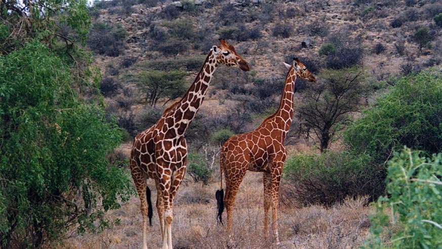 Reticulated_Giraffe