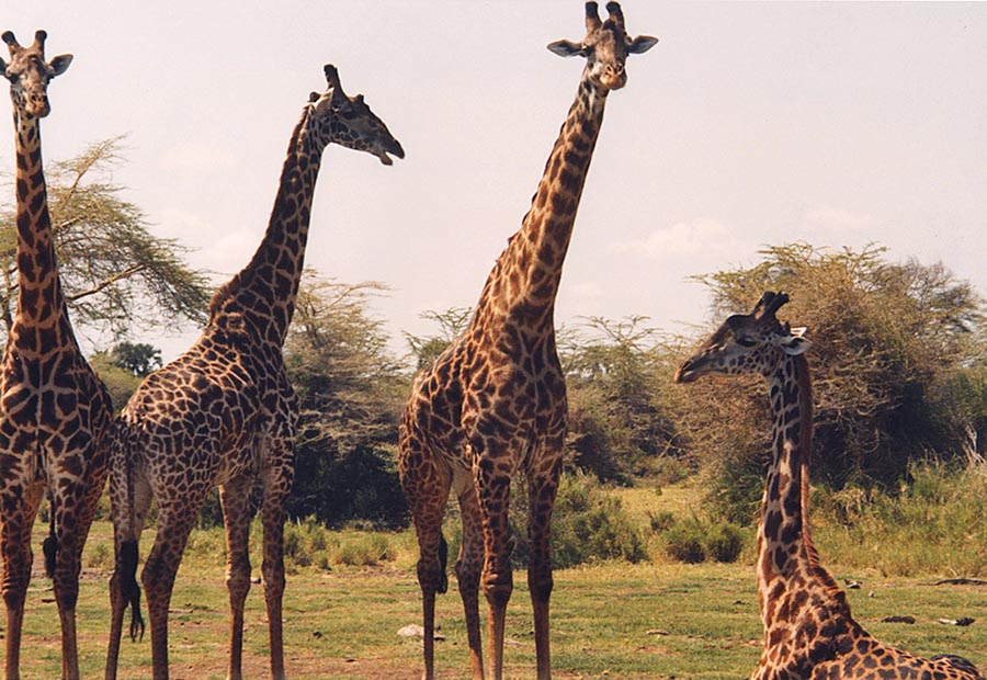 Giraffes