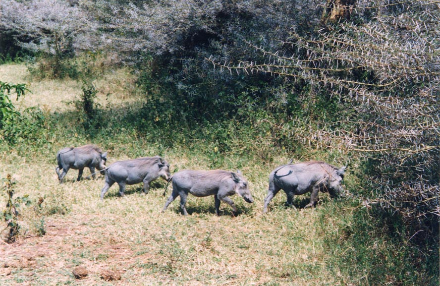 Warthogs