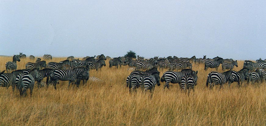 Zebra_herd