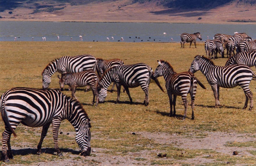 Zebras