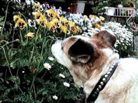 Kogo-chan sniffed at the flowers.