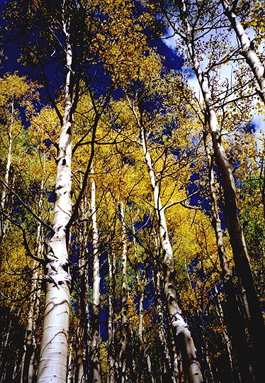 Aspens above Santa Fe