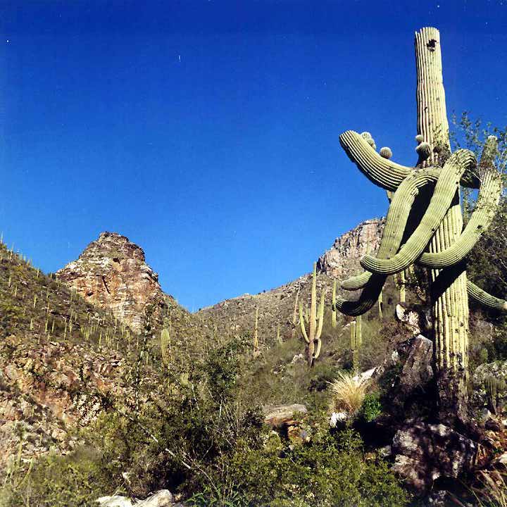 Sabino Canyon #1