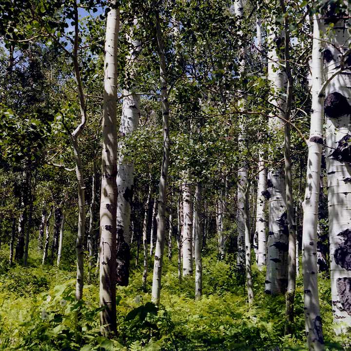 Birch Grove