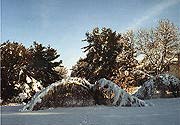 Winter Tree