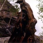 Tent Rocks #11