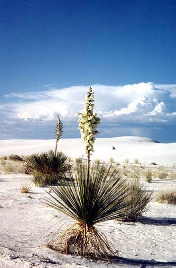 White Sands #1