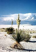 White Sands #1