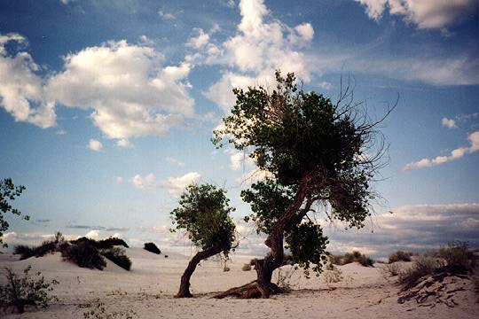 White Sands #4