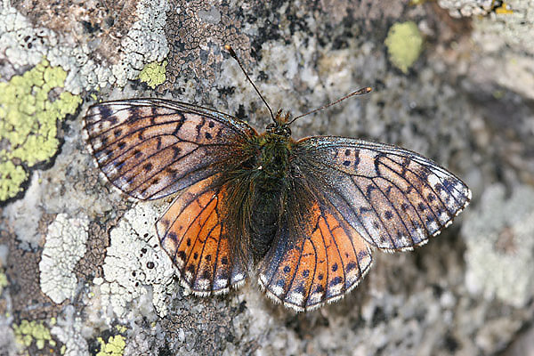 Boloria generator - Almaty, Kazakstan, august 2005