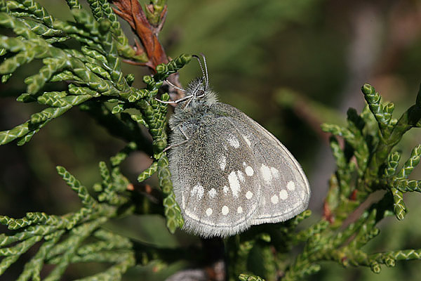 Coenonympha sunbecca - Almaty, Kazakstan, august 2005