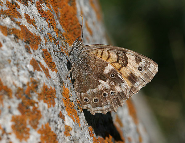 Kirinia eversmanni - Almaty, Kazakstan, august 2005