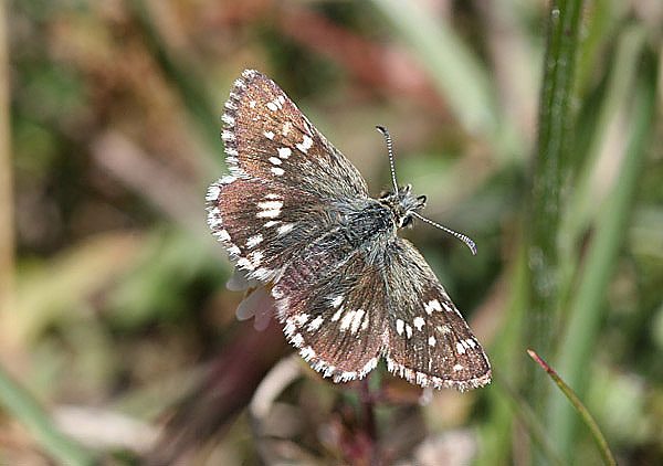 Pyrgus alpinus - Almaty, Kazakstan, august 2005