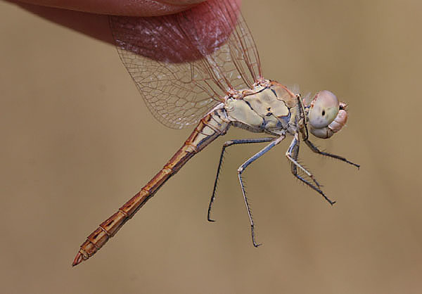 Sympetrum arenicolor - Chokpak, Kazakstan, aug 2005