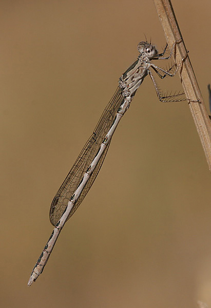 Sympecma gobica - Chokpak, Kazakstan, august 2005