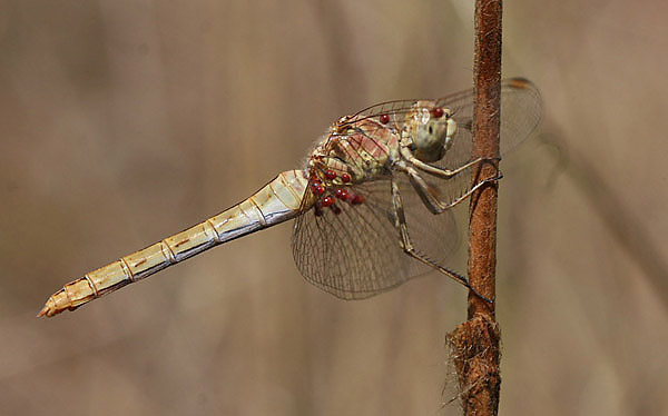 Sympetrum meridionale - Chokpak, Kazakstan, aug 2005