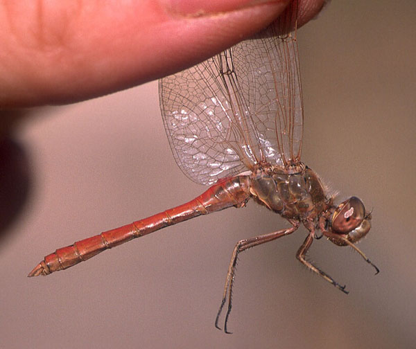 Sympetrum meridionale - Chokpak, Kazakstan, sep 2002