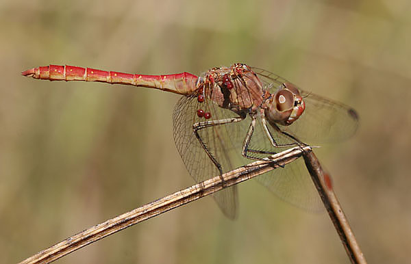 Sympetrum meridionale - Chokpak, Kazakstan, aug 2005