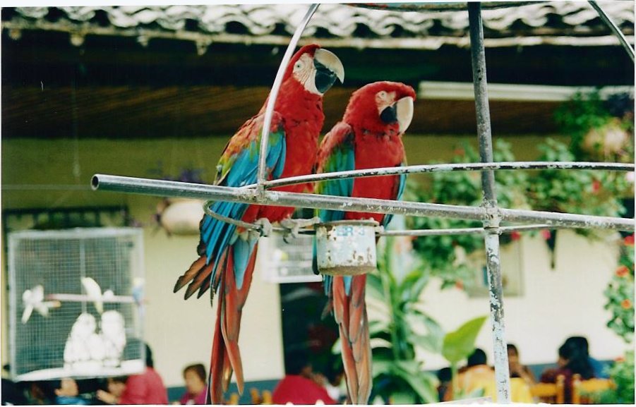 A Parrot couple perched on a wire - Cajamarca