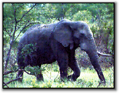 Elephant