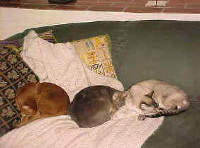 Cats on Sofa.JPG (24900 bytes)