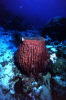 Barrel Sponge at Barracuda Point