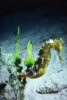 Seahorse at Crocodile Avenue