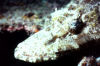 Crocodile Fish at Rig Point