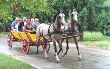 Travel in a cart