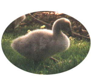 one of the cygnets