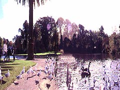 Ornamental Lake, Royal Botanic Gardens