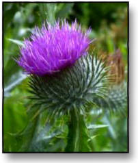 thistle2