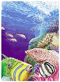 Trigger Fish Poster